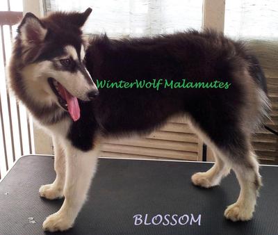 Winterwolf Blossom - Alaskan Malamute Dog