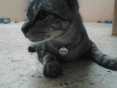 Peace - American Shorthair Cat