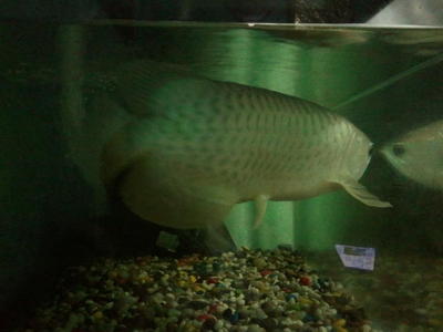 Apriel - Arowanas Fish