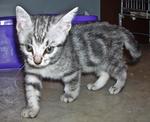 Bi Bi &amp; Vi Vi - American Shorthair Cat