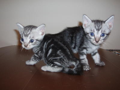 Bi Bi &amp; Vi Vi - American Shorthair Cat