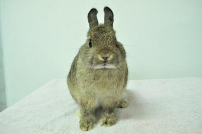 Netherland Dwarf - Chestnut2 - Netherland Dwarf Rabbit