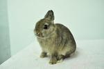 Netherland Dwarf - Chestnut2 - Netherland Dwarf Rabbit