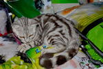 Induk Silver Marble Bengal - Bengal Cat