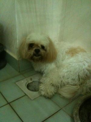 Lost Shih Tzu - Shih Tzu Dog