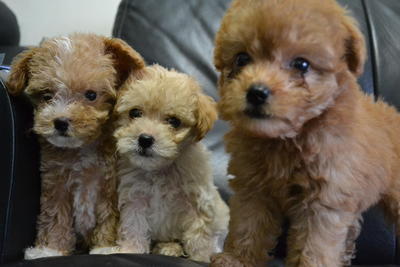 Toy Poodle 4 - Poodle Dog