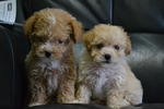 Toy Poodle 4 - Poodle Dog