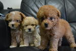 Toy Poodle 4 - Poodle Dog