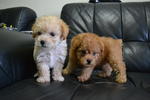 Toy Poodle 4 - Poodle Dog