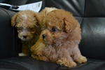 Toy Poodle 4 - Poodle Dog