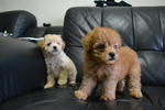 Toy Poodle 4 - Poodle Dog