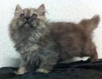 Juicy - Persian Cat