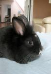 PF28602 - Lionhead + Bunny Rabbit Rabbit