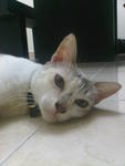 Tiqa - Domestic Short Hair Cat