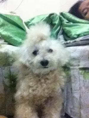 Bantot - Poodle Dog