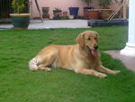 Shirley - Golden Retriever Dog