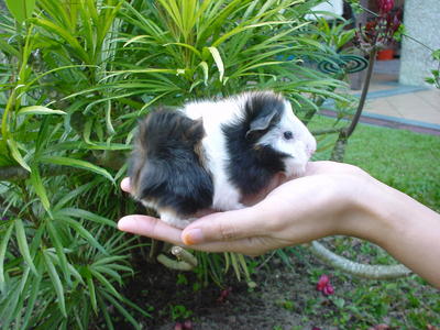 Gp 3 Co Baby Female - Guinea Pig Small & Furry