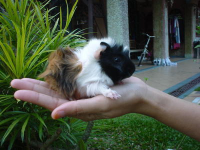 Gp 3 Co Baby Male - Guinea Pig Small & Furry