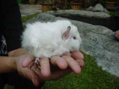 Gp White Co Baby Female - Guinea Pig Small & Furry