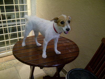 Roxy - Jack Russell Terrier Dog