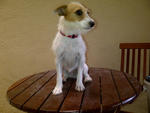 Roxy - Jack Russell Terrier Dog