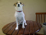 Roxy - Jack Russell Terrier Dog