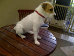 Roxy - Jack Russell Terrier Dog