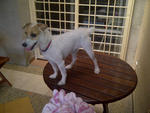 Roxy - Jack Russell Terrier Dog