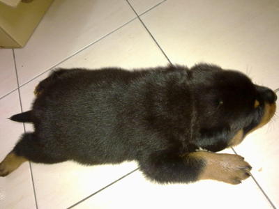 Rottweiler Puppy - Rottweiler Dog