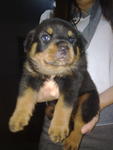 Rottweiler Puppy - Rottweiler Dog