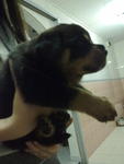 Rottweiler Puppy - Rottweiler Dog