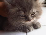 Jane Doe - Persian Cat