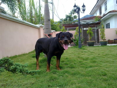 Tiger - Rottweiler Dog