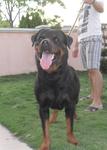 Tiger - Rottweiler Dog