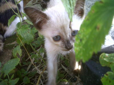 Snowwhite - Siamese + Domestic Medium Hair Cat