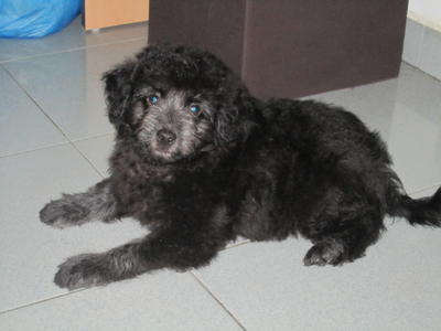 Toy Poodle - Poodle + Terrier Dog