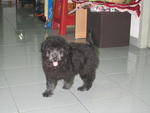 Toy Poodle - Poodle + Terrier Dog