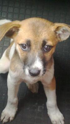 Puppy - Mixed Breed Dog