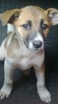 Puppy - Mixed Breed Dog