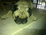 Bobby The Stevie Wonder Pug |-) - Pug Dog