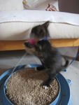 favorite toy, the scratch pad with circuit rolling ball