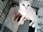 Callico with siblings and mother cat when they were rescued by azmyrax from the rainstorm