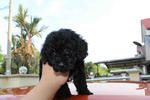 Super Tiny Black Toy Poodle - Poodle Dog