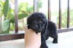 Super Tiny Black Toy Poodle - Poodle Dog