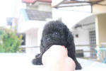 Super Tiny Black Toy Poodle - Poodle Dog