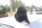 Super Tiny Black Toy Poodle - Poodle Dog