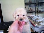 Creamytoy Poodle - Poodle Dog