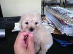 Creamytoy Poodle - Poodle Dog