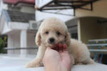 Creamytoy Poodle - Poodle Dog