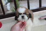 Super Tiny Shih Tzu